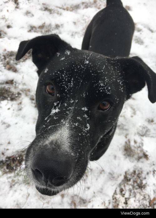 Roscoe 
Dane/lab mix enjoying snow.