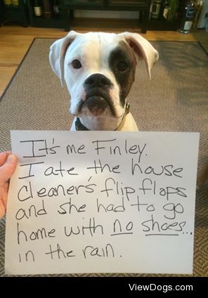 No Remorse

Finley ate the cleaner’s flip flop and she had…