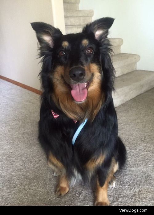 This is Azula! 
She’s an Australian Shepherd. She likes naps,…