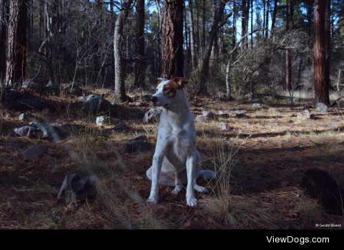 Oso in the wilderness in the Gila National Forest, New Mexico,…