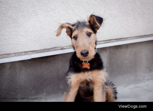 handsomedogs:

Puppy Love | Katherine Ridgley