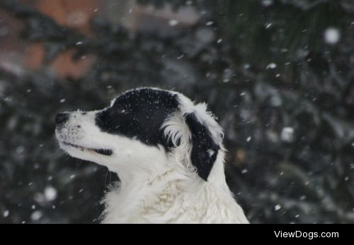 a winter visit with Paloma 