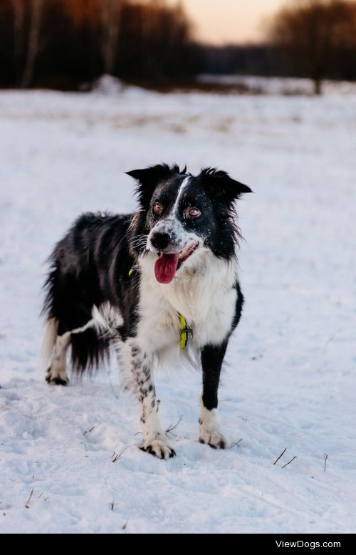 lifeofcosmo:

Running on the Sunset. Cold!