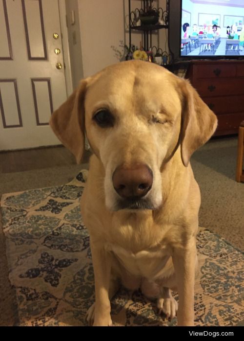 This Annabelle, my 7 year old yellow lab. She lost her eye to…