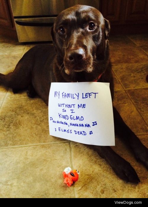 The Sesame Street Killer

Our Chocolate Lab, Abby. She has the…