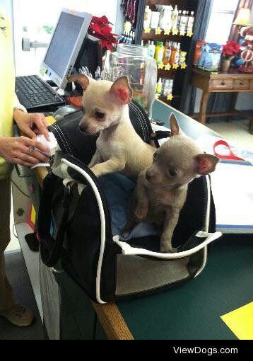 These are my two chihuahuas as pups! They are five years old now…