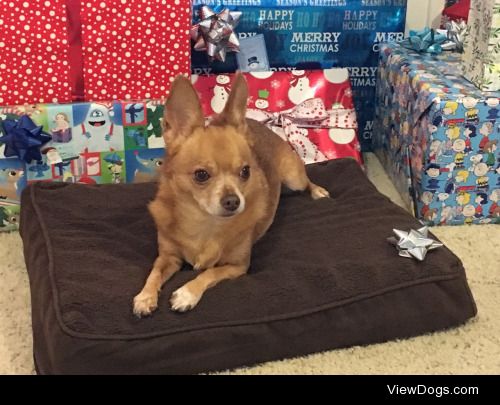 This is Lucy, she is a nine year old chihuahua who loves…