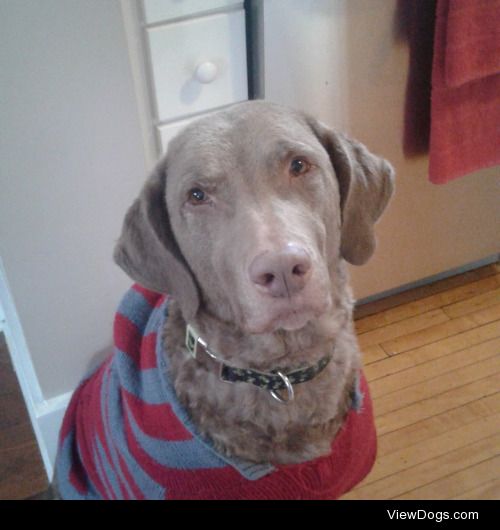 This is Trixie.  She’s a seven year old Chesapeake Bay Retriever…