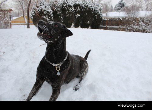 Flynn the 6 year old Labrador Retriever. 