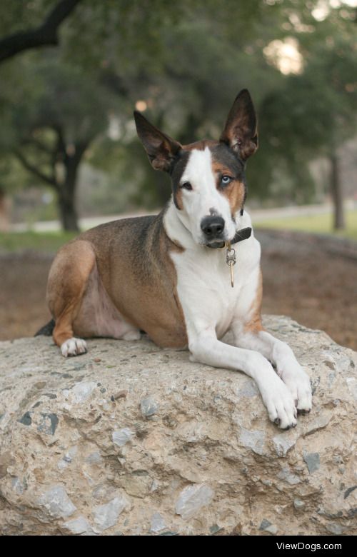 Hunter, 9 year old Catahoula mix. – @hunterisadog