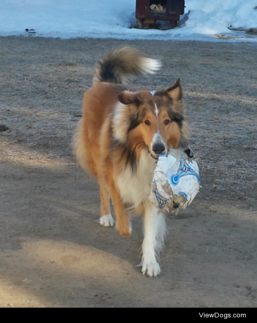 This is Shawnee, my 4 year old ruff collie. His favorite things…