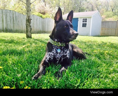 This is Dude. He is believed to be an Australian Cattle dog…