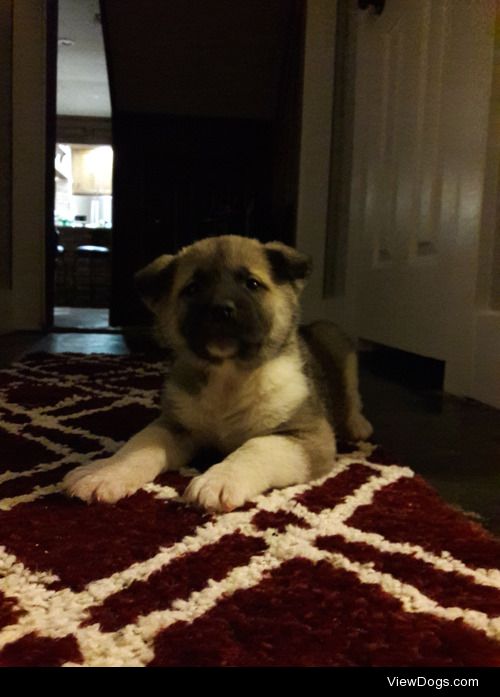 This is Miko. He’s my 6 week old American akita. He a…