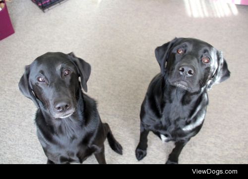 Beautiful Black Lab sisters Abbi and Calli! They’re about 2…