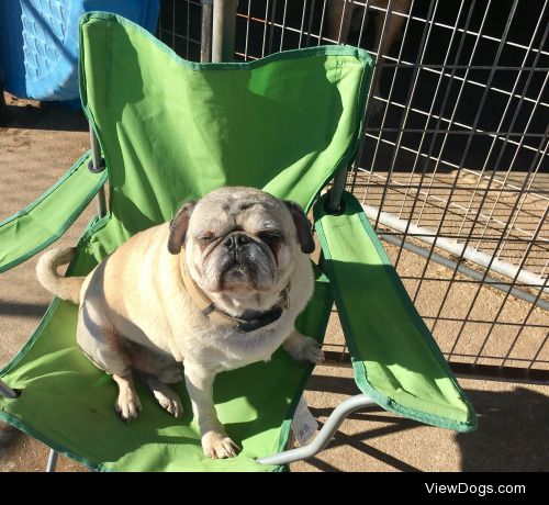 Toby the Pug! He is currently boarding with us at Annie’s Ruff…