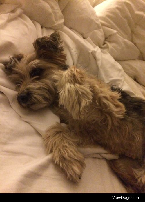 This is my pup Maggie! She is a 9 year old terrier mutt. She…