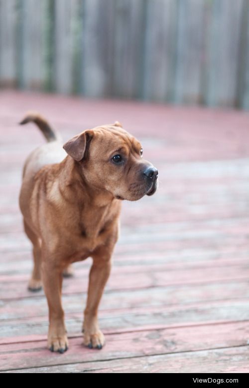 handsomedogs:

Guess the Breed(s)This is Dominic. He’s about 35…