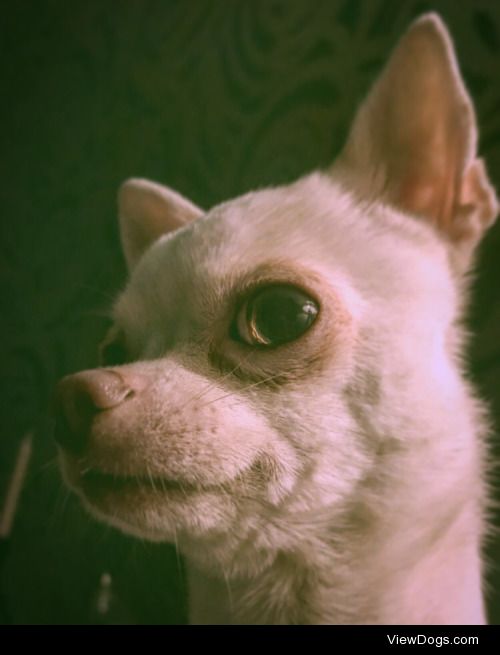 A very regal look gent. #casper #chihuahua #handsome