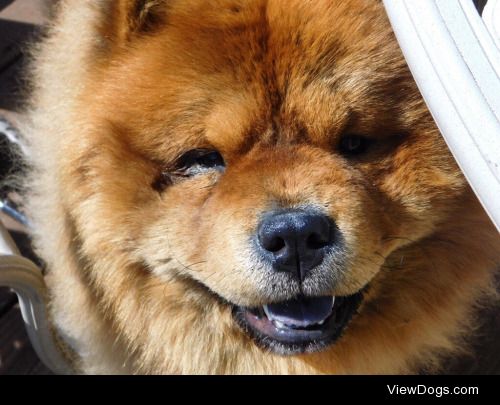 apollo the chow chow