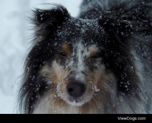 This is Fizzgig, the 3 year old blue merle fuzzballsheltiepants…