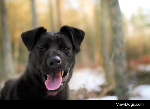 This is Marlon my friends dog, she almost hit him with her car…