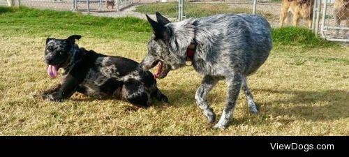 Chuco the blue heeler playing with our rescue, Mabel.