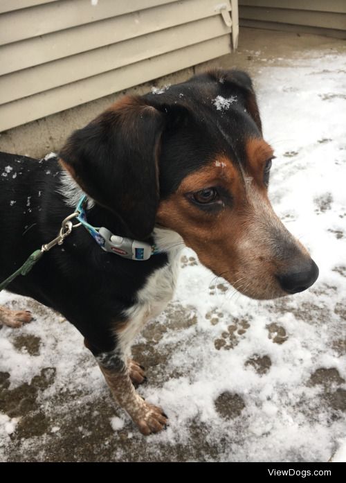 Dazey saw her first snow this week. 
1 ½ year old hound mix.
