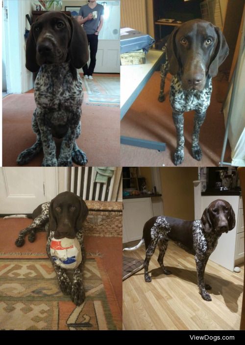 This is my 11th month old pup George. He is a German Shorthaired…