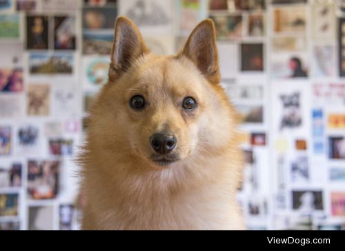 blueboyluca:Yet another portrait of my dog. Look at my dog!