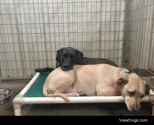 Inseparable, even at daycare. – Taylor