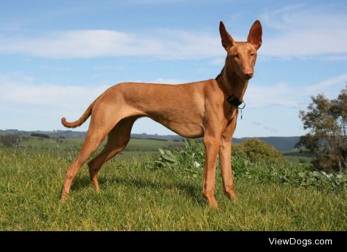 Garage Rocker | pharaoh-hound-dog-on-the-field-photo