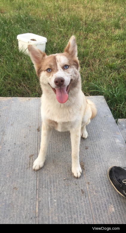 This is my friend’s dog, Hazel. She was bought from a breeder…