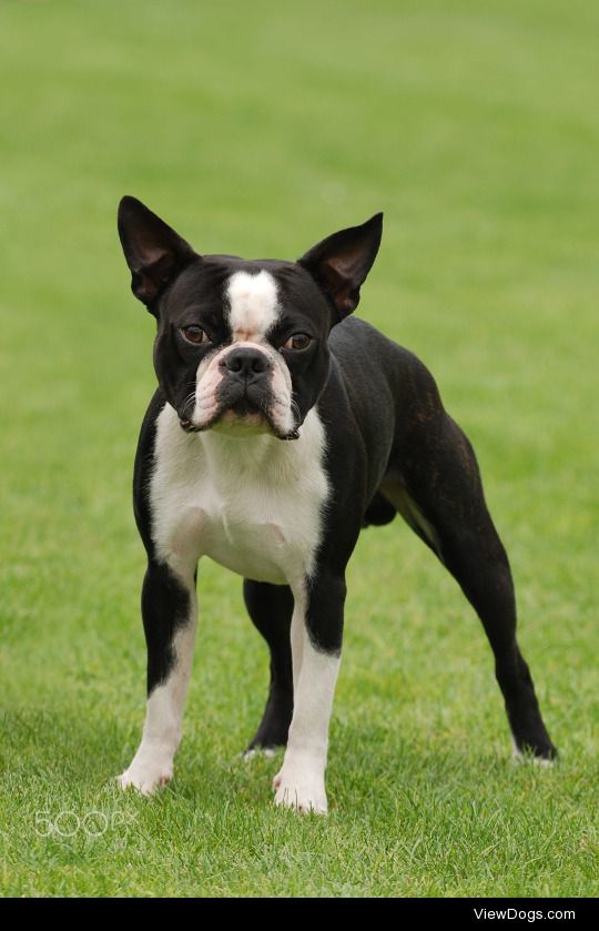 Do you have any particular opinion on Boston Terriers? And also, what breeds did they come from? I’ve heard that they weren’t really bred for any purpose. I didn’t even know that happened, I thought all breed were bred with specific purposes in mind.