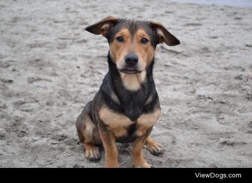 Kenai – 19 Month old Jack-Russel Mix – Anonymous