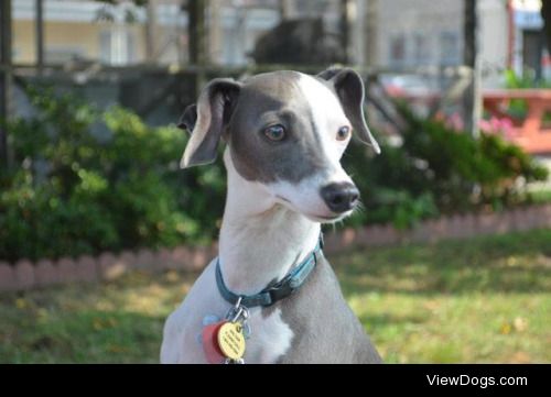 This is Harvey, my 6-year old male Italian Greyhound. I love him…