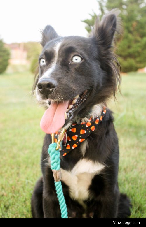 This is Willow! She’s a 2.5 year old border collie/corgi mix…