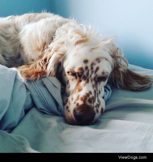 This is my beautiful Rosie! She is an English Setter and is 5…