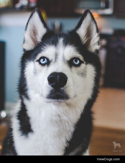 huskyhuddle:

This a good dogA pretty dogA dog who wants cookie