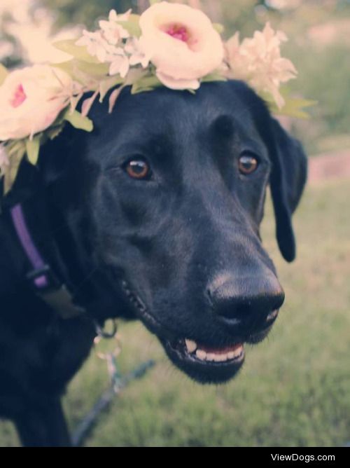 here’s Emma wearing a flower crown! she’s an energetic 2 yr old…