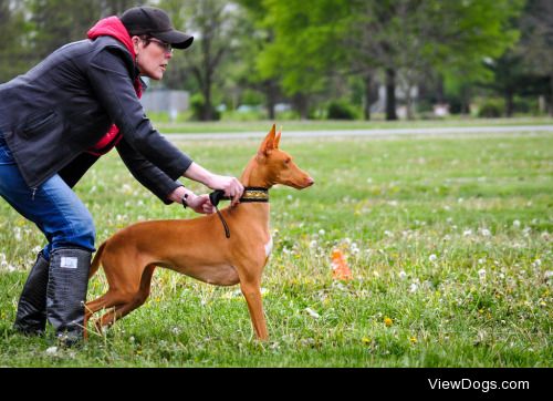 Rachel | Pharaoh Hound