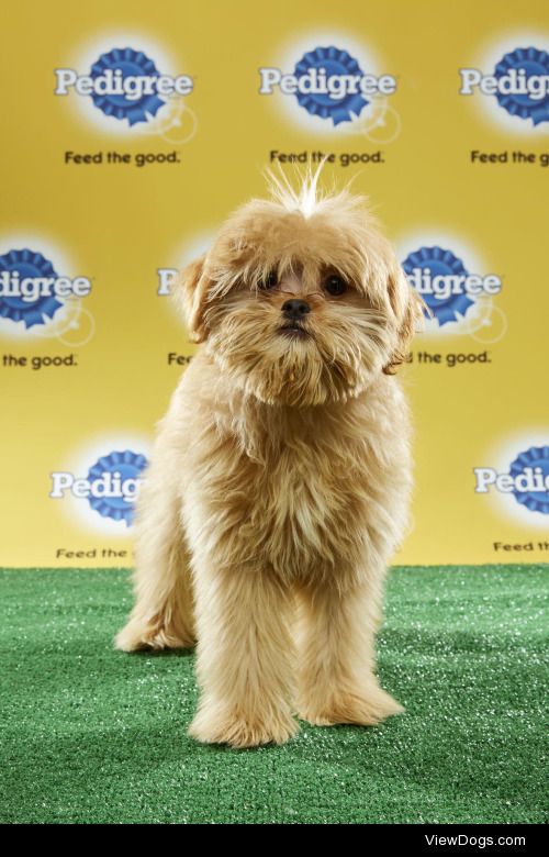 Puppy Bowl XIII