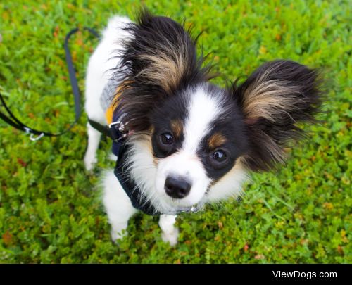 This is Scout! A 4 month old Papillon and my emotional support…