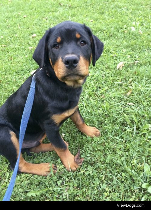 This is Ruin! He is a pure bred Rottweiler who loves to smother…