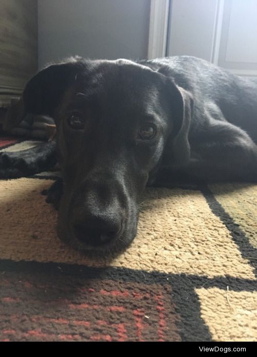 This is Bella a lab mix from a farm, she’s crazy but gets…