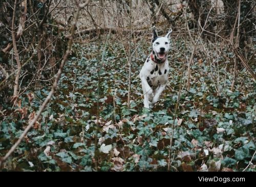 Menci, my friend’s 1 year old Dalmatian girl -…