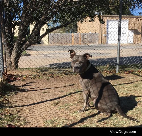 Sasha is a 5-year-old pit mix; one of Annie’s rescues who came…