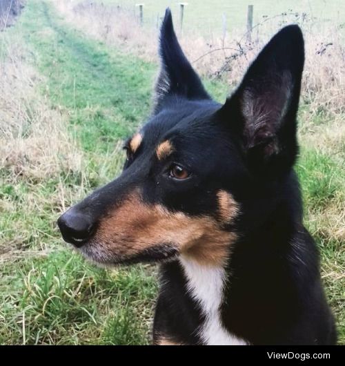 Dio, my 7 year old Kelpie X Jack Russel mix. A local celebrity…