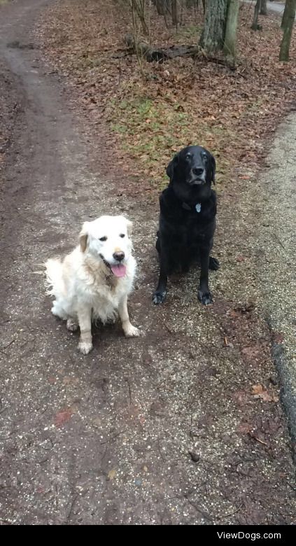 Mila (left, golden retriever) and Elwood (right, Labrador) are…