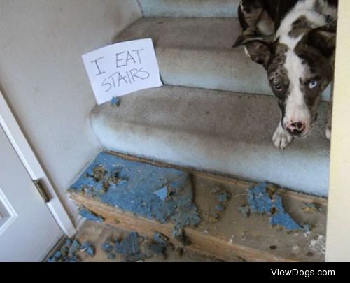 Why are you Stair-ing at me Like That?

I EAT STAIRS