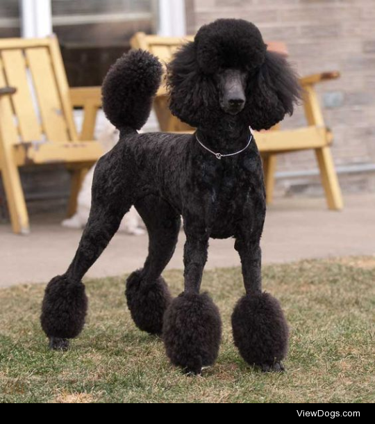 Wait, so why is the Bedlington haircut a thing? I know poodle cuts are supposed to be to protect their joints in cold water but that’s the only breed I’ve seen before with a distinctive/recognized haircut. What’s the reasoning for the Bedlington terrier?